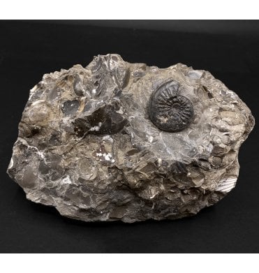 Lower Jurassic, Middle Lias Ammonite from Skinningrove, Nr. Whitby, North Yorkshire, England (SKU A3099):- Amaltheus striatus