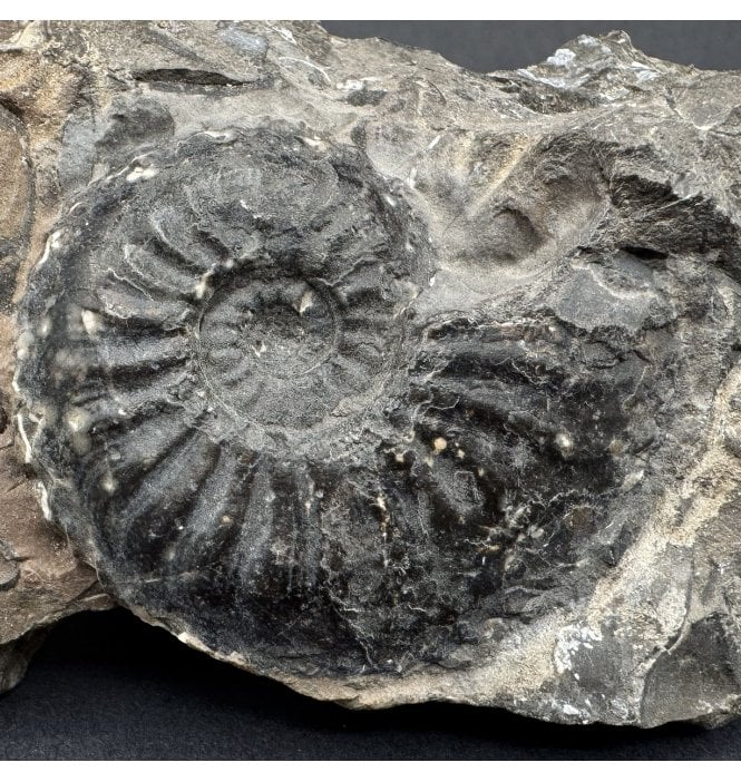 Lower Jurassic, Middle Lias Ammonite from Staithes, North Yorkshire, England (SKU A5011):- Amaltheus  stokesi