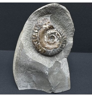 Lower Jurassic, Upper Lias Ammonite from Port Mulgrave, Whitby, North Yorkshire, England (SKU A4016):- Hildoceras bifrons