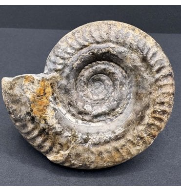 Lower Jurassic, Upper Lias Ammonite from Port Mulgrave, Whitby, North Yorkshire, England (SKU A4025):- Hildoceras bifrons
