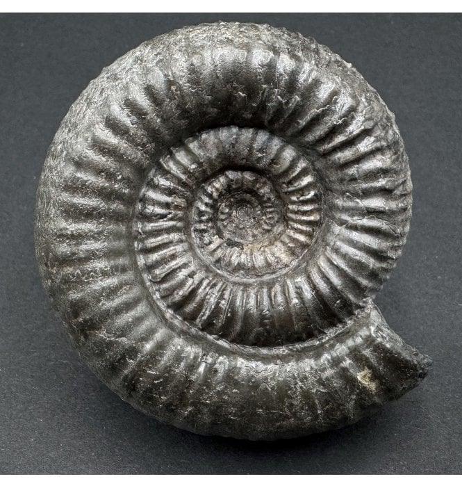 Lower Jurassic, Upper Lias Ammonite from Ravenscar, North Yorkshire, England (SKU A3900):- Catacoeloceras puteolum