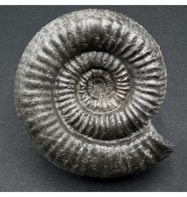 Lower Jurassic, Upper Lias Ammonite from Ravenscar, North Yorkshire, England (SKU A3900):- Catacoeloceras puteolum
