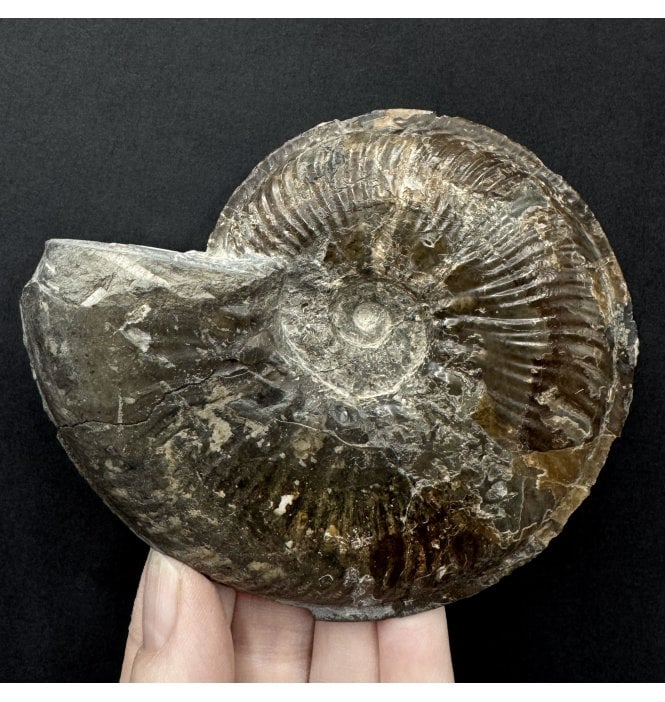 Lower Jurassic, Upper Lias Ammonite from Ravenscar, North Yorkshire, England (SKU A5049):- Phlyseogrammoceras dispansum