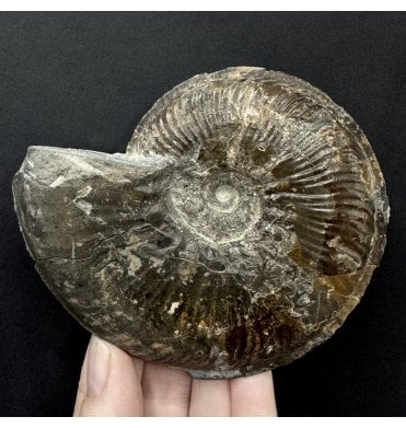 Lower Jurassic, Upper Lias Ammonite from Ravenscar, North Yorkshire, England (SKU A5049):- Phlyseogrammoceras dispansum