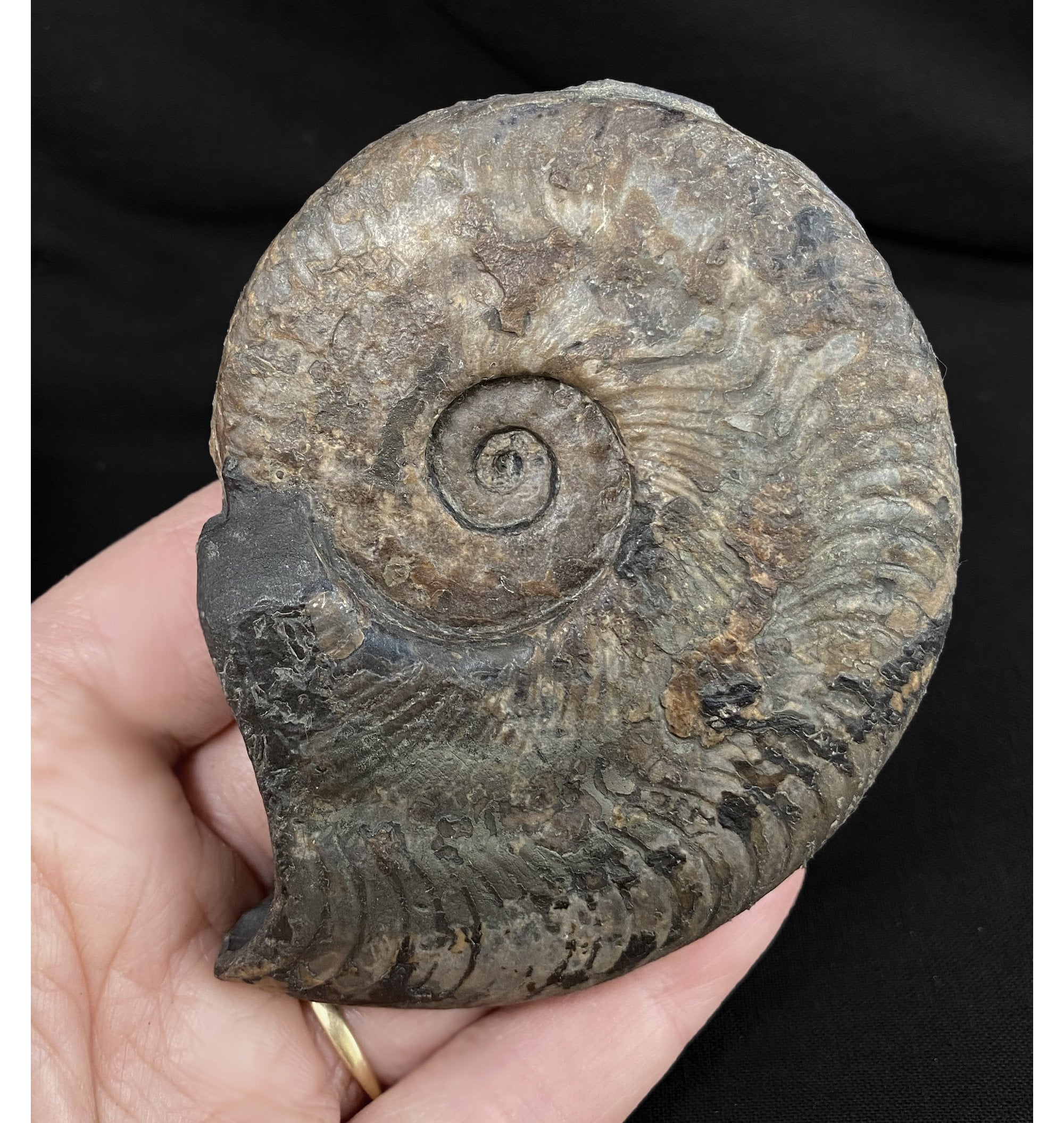 fossils-for-sale-fossils-uk-lower-jurassic-upper-lias-ammonite