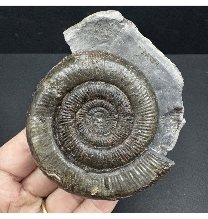 Lower Jurassic, Upper Lias Ammonite from Whitby, North Yorkshire, England (SKU A3929):- Dactylioceras (Orthodactylites) tenuicostatum