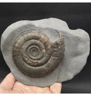 Lower Jurassic, Upper Lias Ammonite from Whitby, North Yorkshire, England (SKU A4291):- Dactylioceras (Orthodactylites) tenuicostatum