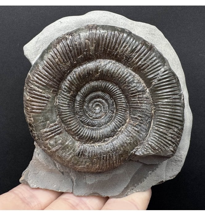Lower Jurassic, Upper Lias Ammonite from Whitby, North Yorkshire, England (SKU A4462):- Dactylioceras (Orthodactylites) tenuicostatum