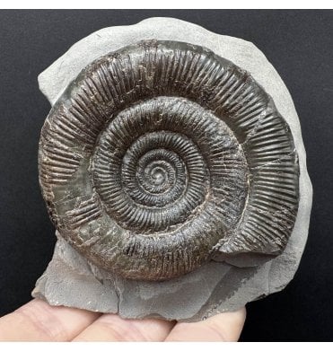 Lower Jurassic, Upper Lias Ammonite from Whitby, North Yorkshire, England (SKU A4462):- Dactylioceras (Orthodactylites) tenuicostatum