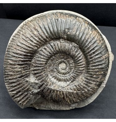 Lower Jurassic, Upper Lias Ammonite from Whitby, North Yorkshire, England (SKU A4543):- Dactylioceras (Orthodactylites) semicelatum