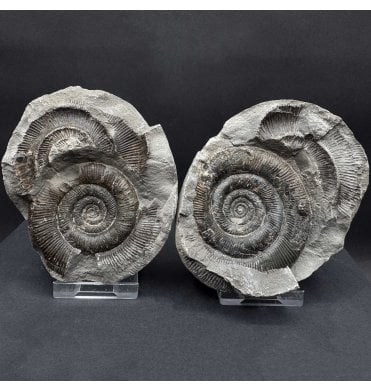 Lower Jurassic, Upper Lias Ammonite from Whitby, North Yorkshire, England (SKU A4550):- Dactylioceras (Orthodactylites) tenuicostatum