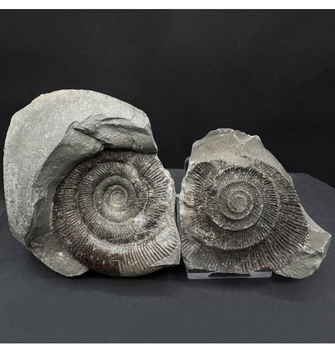 Lower Jurassic, Upper Lias Ammonite from Whitby, North Yorkshire, England (SKU A4554):- Dactylioceras (Orthodactylites) tenuicostatum
