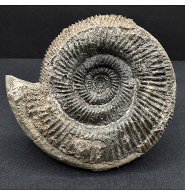 Lower Jurassic, Upper Lias Ammonite from Whitby, North Yorkshire, England (SKU A4661):- Dactylioceras (Orthodactylites) semicelatum