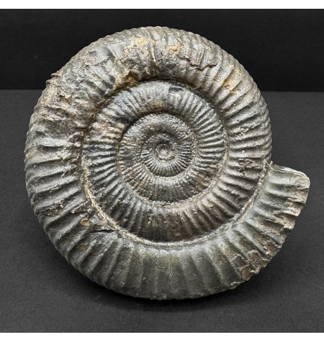 Lower Jurassic, Upper Lias Ammonite from Whitby, North Yorkshire, England (SKU A4735):- Dactylioceras commune