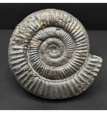 Lower Jurassic, Upper Lias Ammonite from Whitby, North Yorkshire, England (SKU A4735):- Dactylioceras commune