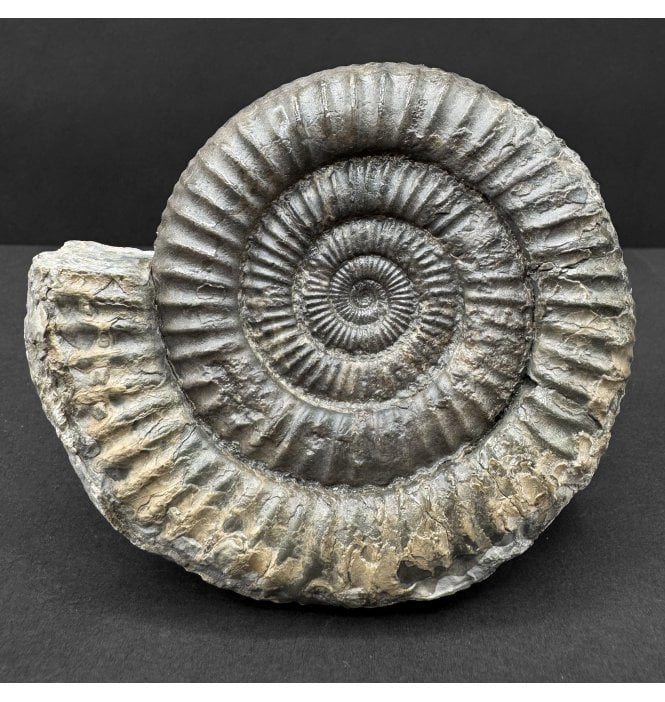 Lower Jurassic, Upper Lias Ammonite from Whitby, North Yorkshire, England (SKU A4737):- Dactylioceras commune
