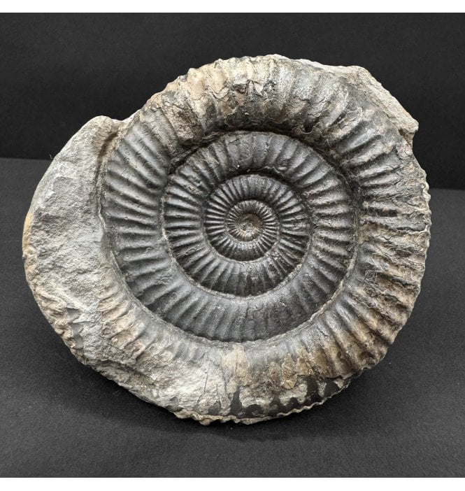 Lower Jurassic, Upper Lias Ammonite from Whitby, North Yorkshire, England (SKU A4741):- Dactylioceras commune