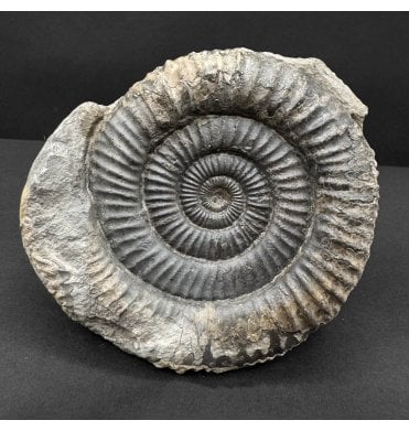 Lower Jurassic, Upper Lias Ammonite from Whitby, North Yorkshire, England (SKU A4741):- Dactylioceras commune
