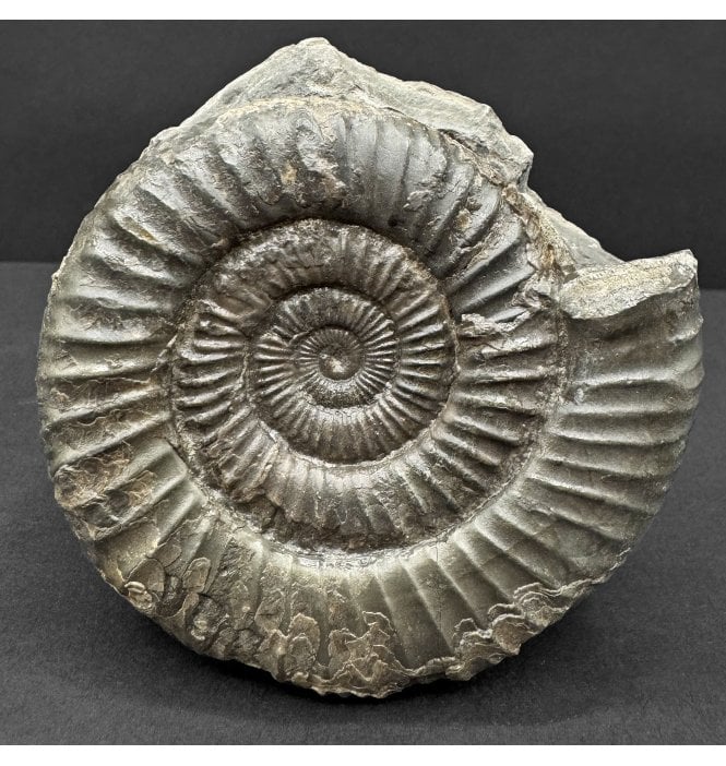 Lower Jurassic, Upper Lias Ammonite from Whitby, North Yorkshire, England (SKU A4743):- Dactylioceras commune