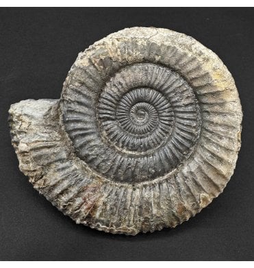 Lower Jurassic, Upper Lias Ammonite from Whitby, North Yorkshire, England (SKU A4744):- Dactylioceras commune