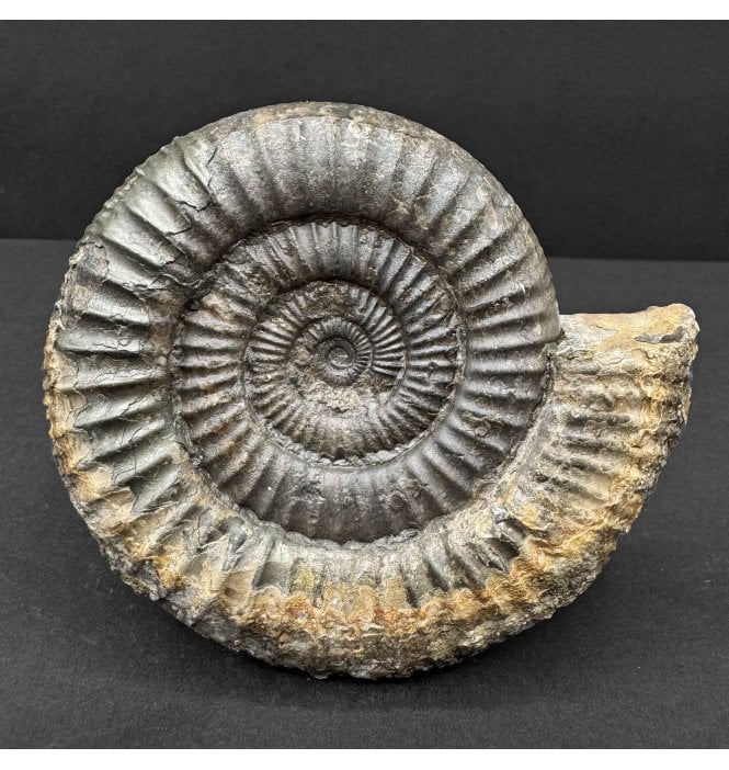 Lower Jurassic, Upper Lias Ammonite from Whitby, North Yorkshire, England (SKU A4747):- Dactylioceras commune