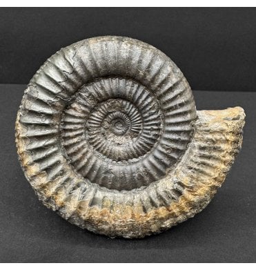 Lower Jurassic, Upper Lias Ammonite from Whitby, North Yorkshire, England (SKU A4747):- Dactylioceras commune