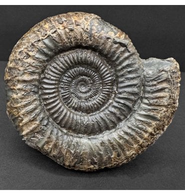 Lower Jurassic, Upper Lias Ammonite from Whitby, North Yorkshire, England (SKU A4749):- Dactylioceras commune