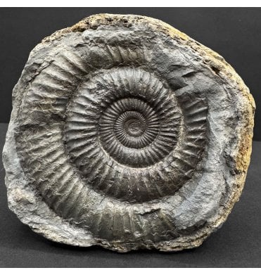 Lower Jurassic, Upper Lias Ammonite from Whitby, North Yorkshire, England (SKU A4750):- Dactylioceras commune