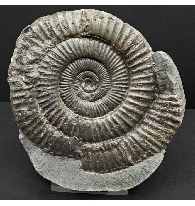 Lower Jurassic, Upper Lias Ammonite from Whitby, North Yorkshire, England (SKU A4751):- Dactylioceras commune