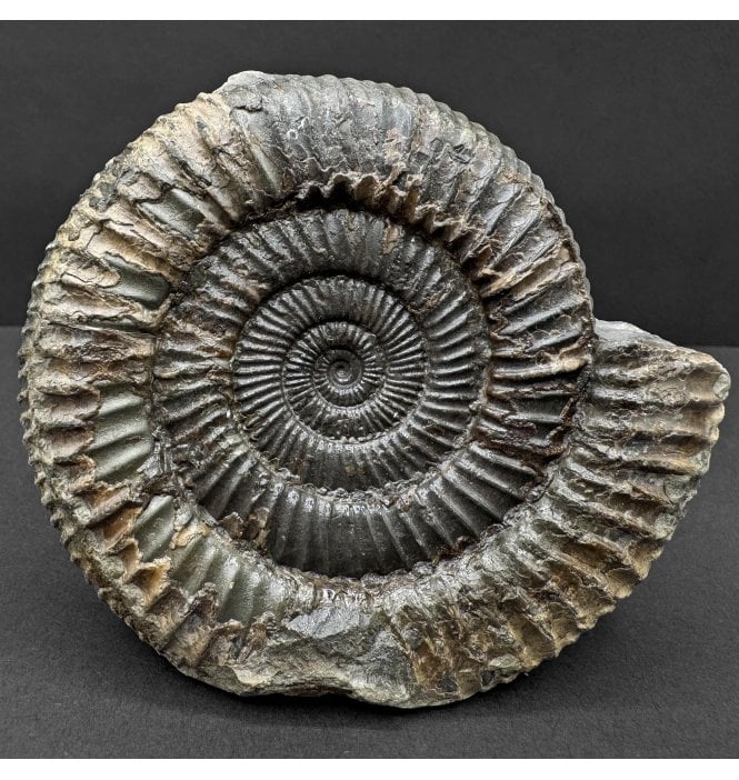 Lower Jurassic, Upper Lias Ammonite from Whitby, North Yorkshire, England (SKU A4752):- Dactylioceras commune