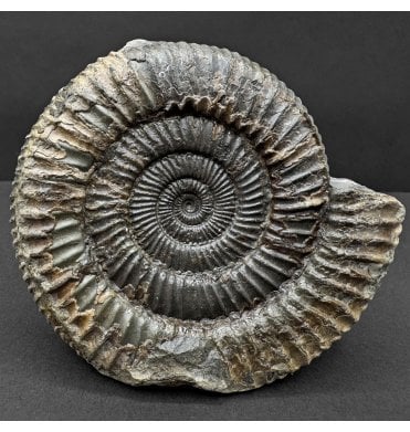 Lower Jurassic, Upper Lias Ammonite from Whitby, North Yorkshire, England (SKU A4752):- Dactylioceras commune