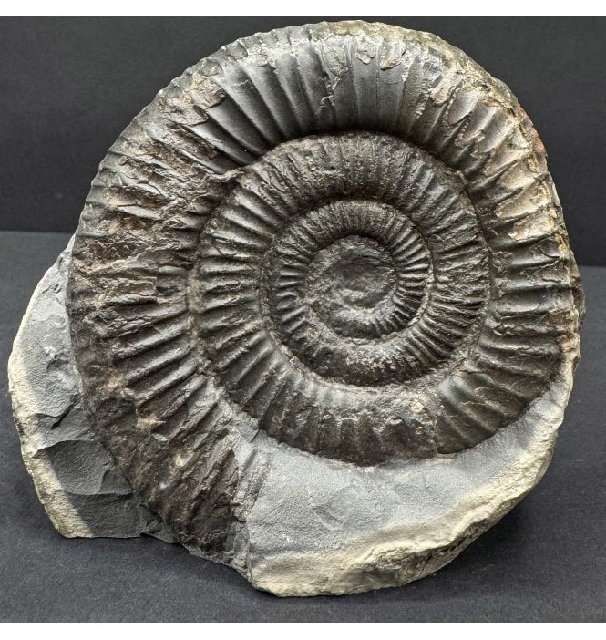 Lower Jurassic, Upper Lias Ammonite from Whitby, North Yorkshire, England (SKU A4757):- Dactylioceras commune