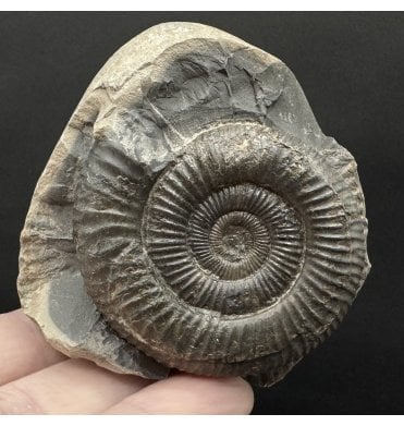 Lower Jurassic, Upper Lias Ammonite from Whitby, North Yorkshire, England (SKU A4767):- Dactylioceras commune