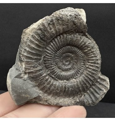 Lower Jurassic, Upper Lias Ammonite from Whitby, North Yorkshire, England (SKU A4770):- Dactylioceras commune