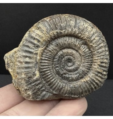 Lower Jurassic, Upper Lias Ammonite from Whitby, North Yorkshire, England (SKU A4775):- Dactylioceras commune