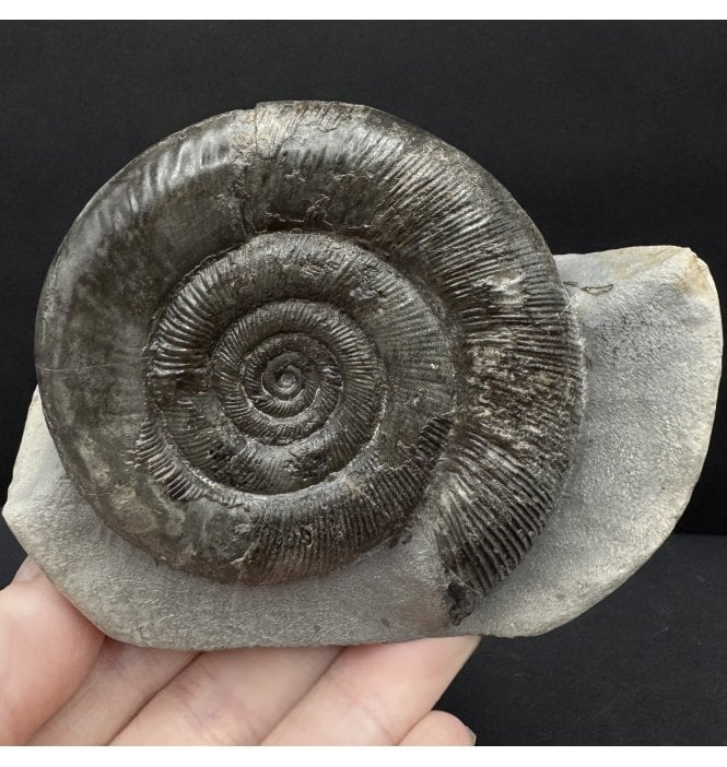 Lower Jurassic, Upper Lias Ammonite from Whitby, North Yorkshire, England (SKU A4778):- Dactylioceras (Orthodactylites) tenuicostatum