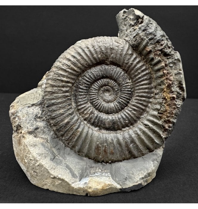 Lower Jurassic, Upper Lias Ammonite from Whitby, North Yorkshire, England (SKU A4792):- Dactylioceras commune