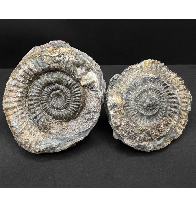 Lower Jurassic, Upper Lias Ammonite from Whitby, North Yorkshire, England (SKU A4826):- Dactylioceras commune