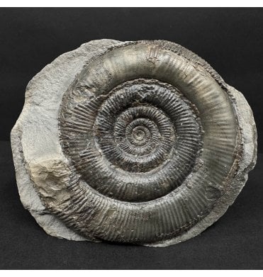Lower Jurassic, Upper Lias Ammonite from Whitby, North Yorkshire, England (SKU A4875):- Dactylioceras (Orthodactylites) tenuicostatum