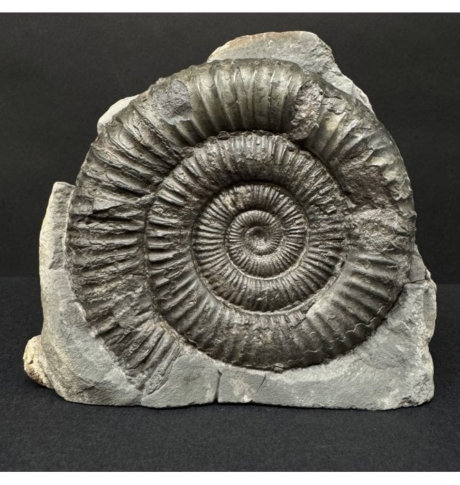 Lower Jurassic, Upper Lias Ammonite from Whitby, North Yorkshire, England (SKU A4901):- Dactylioceras commune