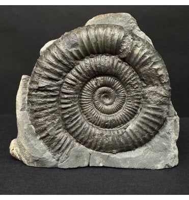 Lower Jurassic, Upper Lias Ammonite from Whitby, North Yorkshire, England (SKU A4901):- Dactylioceras commune