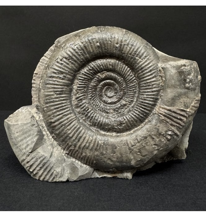 Lower Jurassic, Upper Lias Ammonite from Whitby, North Yorkshire, England (SKU A4903):- Dactylioceras (Orthodactylites) tenuicostatum