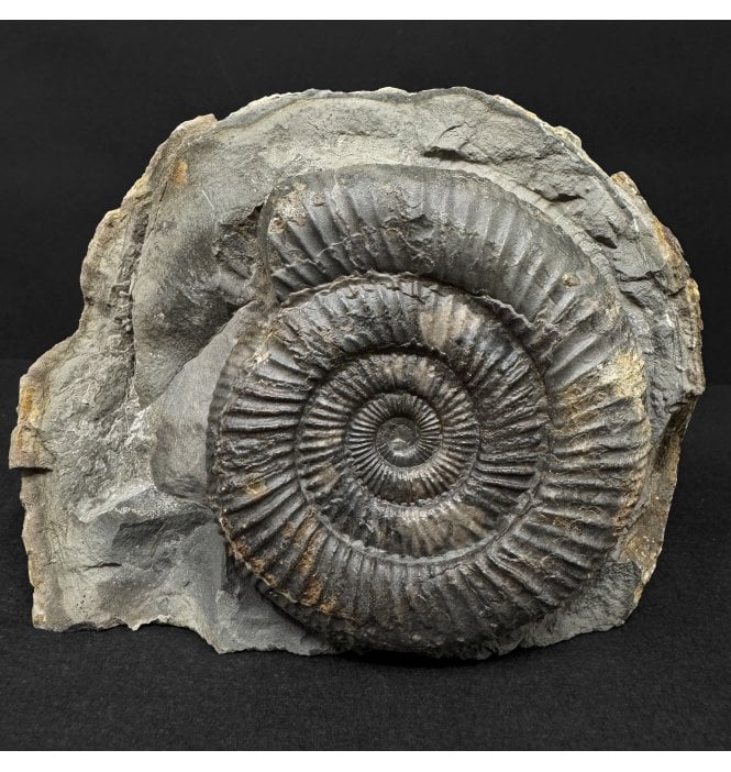 Lower Jurassic, Upper Lias Ammonite from Whitby, North Yorkshire, England (SKU A4905):- Dactylioceras athleticum