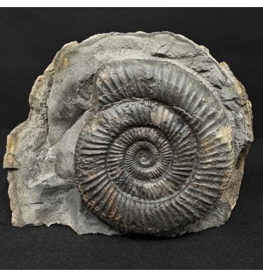 Lower Jurassic, Upper Lias Ammonite from Whitby, North Yorkshire, England (SKU A4905):- Dactylioceras athleticum