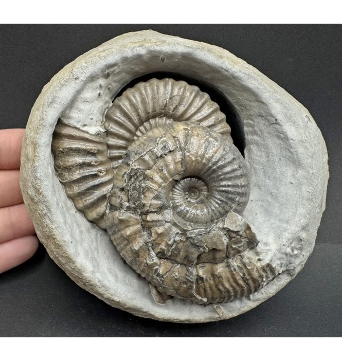 Lower Lias, Lower Jurassic Ammonite Cluster from Charmouth, Dorset, England (SKU A4160):- Androgynoceras lataecosta and Liparoceras divaricosta