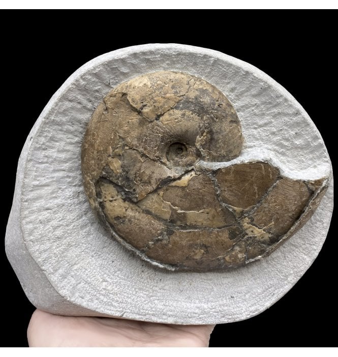 Lower Lias, Lower Jurassic Ammonite from Charmouth, Dorset, England (SKU A3030):- Tragophylloceras loscombi