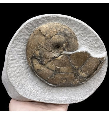 Lower Lias, Lower Jurassic Ammonite from Charmouth, Dorset, England (SKU A3030):- Tragophylloceras loscombi
