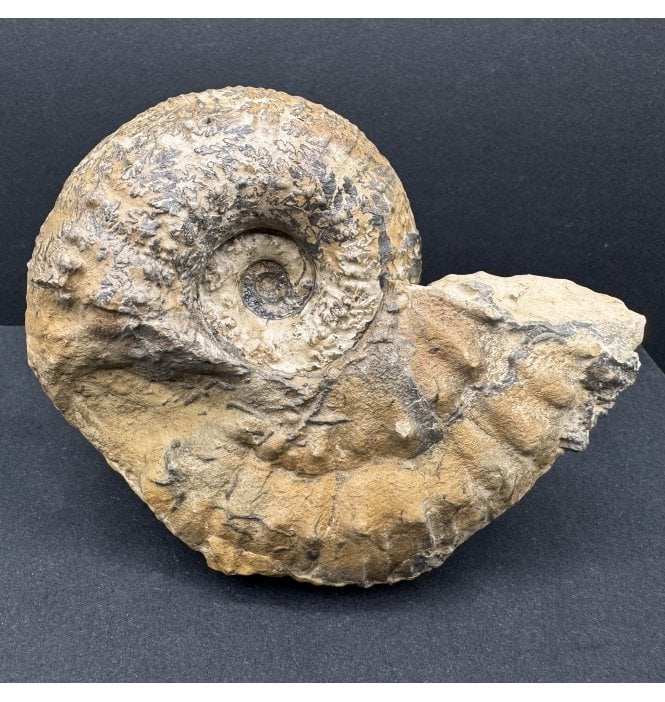 Lower Lias, Lower Jurassic Ammonite from Charmouth, Dorset, England (SKU A4168):- Liparoceras cf. divaricosta