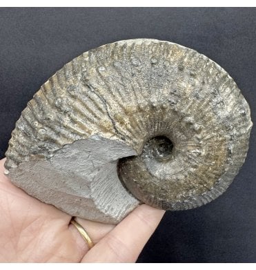 Lower Lias, Lower Jurassic Ammonite from Charmouth, Dorset, England (SKU A4310):- Liparoceras cf. divaricosta
