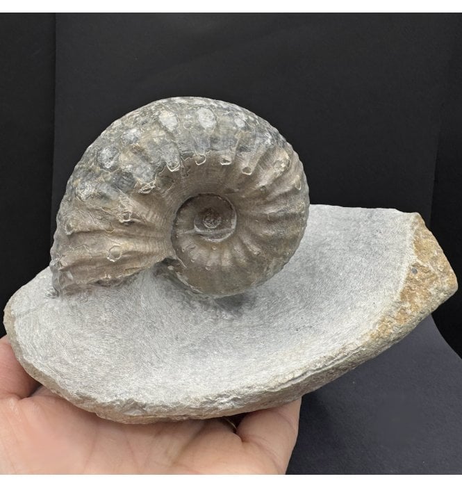 Lower Lias, Lower Jurassic Ammonite from Charmouth, Dorset, England (SKU A4345):- Liparoceras cf. divaricosta